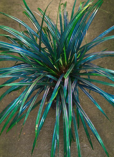 Mapania enodis metallic blue - mapania,